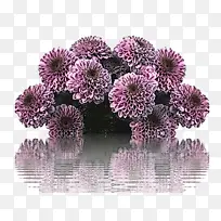 �� ��ɫ ֲ��-������