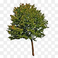 �� ֲ�� ľ��ֲ��-������