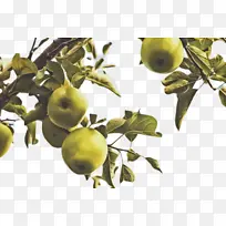 ��ľ ˮ�� ����-������