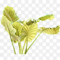 卡通 叶 花-空若网 卡通 叶 花-空若网