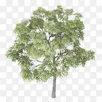 树 植物 木本植物-空若网 树 植物 木本植物-空若网