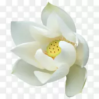 插花艺术-白花-空若网 插花艺术-白花-空若网