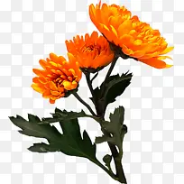 花卉 开花植物 英国万寿菊-空若网 花卉 开花植物 英国万寿菊-空若网