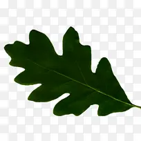 树叶 绿色 树木-空若网 树叶 绿色 树木-空若网