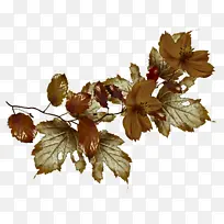 Ҷ �� ����Ҷ-������