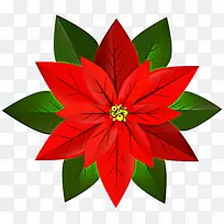 花 红色 一品红-空若网 花 红色 一品红-空若网