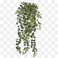 �� ֲ�� Ҷ-������