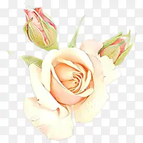 卡通 花园玫瑰 花朵-空若网 卡通 花园玫瑰 花朵-空若网