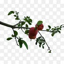 花卉 开花植物 植物-空若网 花卉 开花植物 植物-空若网