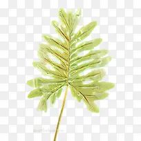 卡通 叶子 植物-空若网 卡通 叶子 植物-空若网