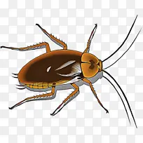 昆虫 蟑螂 害虫-空若网 昆虫 蟑螂 害虫-空若网