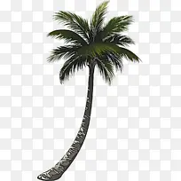 采购产品树 棕榈树 槟榔-空若网 采购产品树 棕榈树 槟榔-空若网