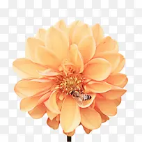 花瓣 花 橙色-空若网 花瓣 花 橙色-空若网