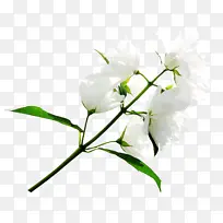 花 开花植物 植物-空若网 花 开花植物 植物-空若网