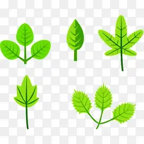 叶 草本植物 绿色-空若网 叶 草本植物 绿色-空若网