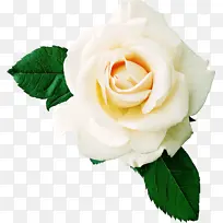 花 开花植物 白色-空若网 花 开花植物 白色-空若网