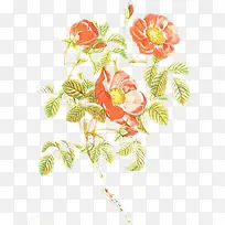 卡通 花 植物-空若网 卡通 花 植物-空若网