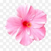 花瓣 粉色 花朵-空若网 花瓣 粉色 花朵-空若网