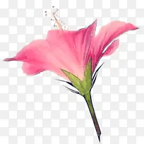 采购产品花 开花植物 粉红色-空若网 采购产品花 开花植物 粉红色-空若网