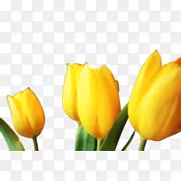 郁金香 黄色 花-空若网 郁金香 黄色 花-空若网