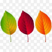 卡通 叶子 橙色-空若网 卡通 叶子 橙色-空若网