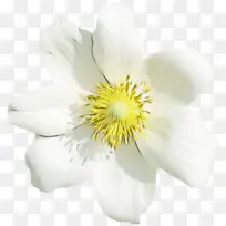 ˮ�ʻ� ���� ʪī-������