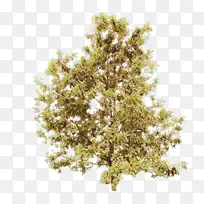 卡通 树 植物-空若网 卡通 树 植物-空若网