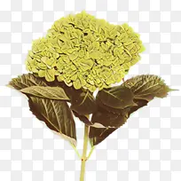 卡通 花 黄色-空若网 卡通 花 黄色-空若网