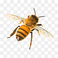 蜜蜂 昆虫 大辣椒科-空若网 蜜蜂 昆虫 大辣椒科-空若网