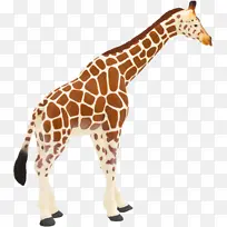 长颈鹿科 长颈鹿 陆生动物-空若网 长颈鹿科 长颈鹿 陆生动物-空若网