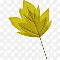 叶子 树 黄色-空若网 叶子 树 黄色-空若网