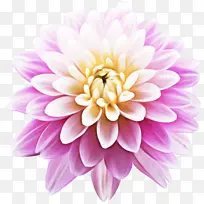 花 花瓣 粉色-空若网 花 花瓣 粉色-空若网