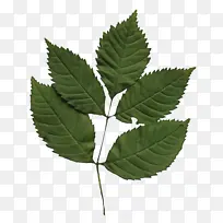 叶 植物 滑榆-空若网 叶 植物 滑榆-空若网