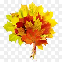 叶 树 枫叶-空若网 叶 树 枫叶-空若网