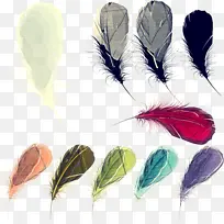 羽毛 羽毛笔 翅膀-空若网 羽毛 羽毛笔 翅膀-空若网