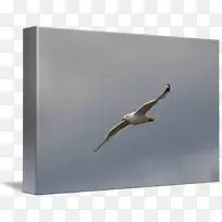海鸟喙鸥-空若网 海鸟喙鸥-空若网