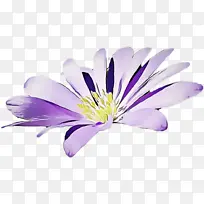 花 开花植物 花瓣-空若网 花 开花植物 花瓣-空若网