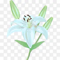 花 百合 开花植物-空若网 花 百合 开花植物-空若网