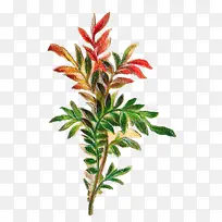 开花植物 花 植物-空若网 开花植物 花 植物-空若网