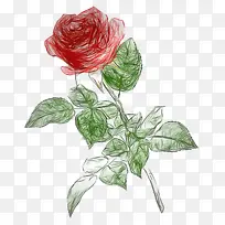 �� ֲ�� ����ֲ��-������