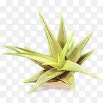 ¿¨Í¨ Ö²Îï ²Ý-¿ÕÈôÍø ¿¨Í¨ Ö²Îï ²Ý-¿ÕÈôÍø