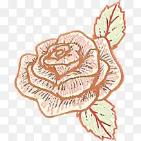 ��ͨ ֲ��-������