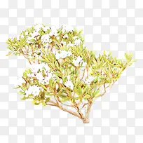 ��ͨ ���� ֲ��-������