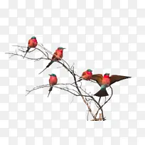鸟 树枝 小枝-空若网 鸟 树枝 小枝-空若网