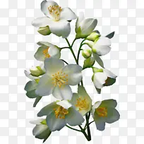 花 开花植物 花瓣-空若网 花 开花植物 花瓣-空若网