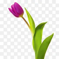 �ɹ���Ʒ�� ����ֲ�� ֲ��-������