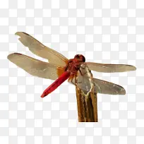 昆虫 蜻蜓和豆娘 蜻蜓-空若网 昆虫 蜻蜓和豆娘 蜻蜓-空若网