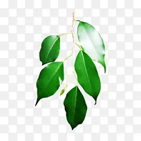 叶子 花 植物-空若网 叶子 花 植物-空若网