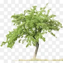 �� ֲ�� ��֦-������