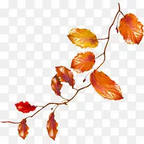 叶子 树枝 橘子-空若网 叶子 树枝 橘子-空若网